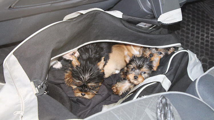 Kapıkule'de yolcunun çantasından 11 köpek yavrusu çıktı