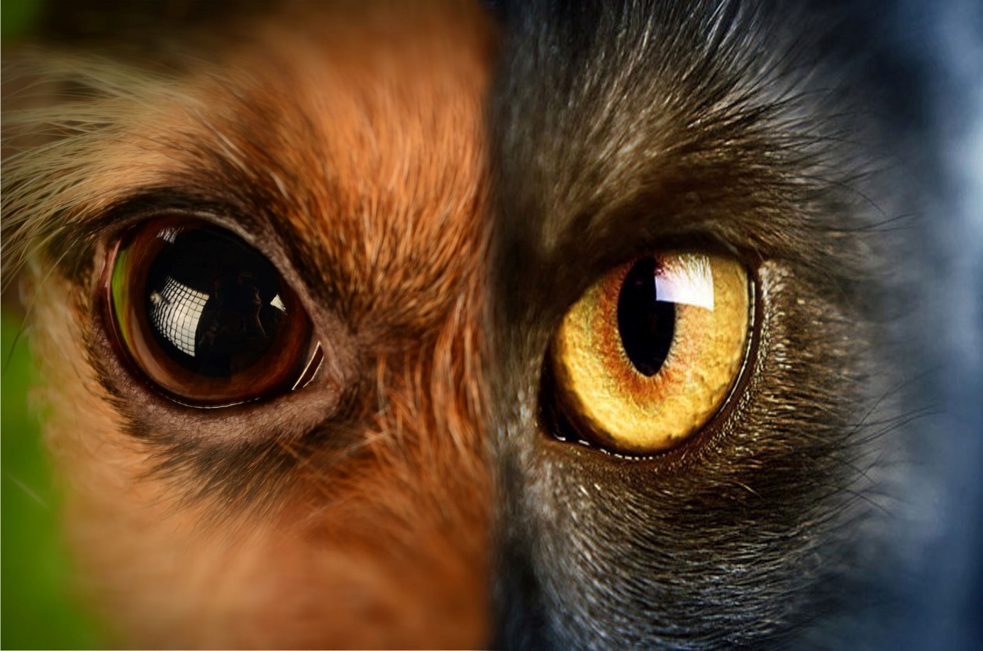 Kedi ve Köpeklerde Görülen En Yaygın Göz Kapağı Anomalisi; ENTROPİUM