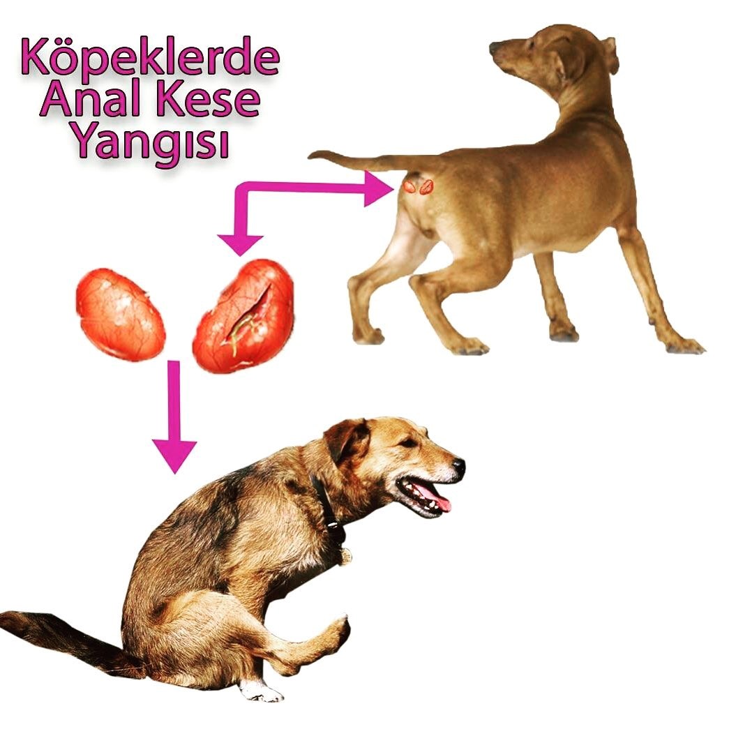 anal kese