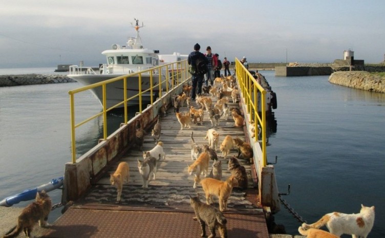 Aoshima; Kedi Adası Japonya