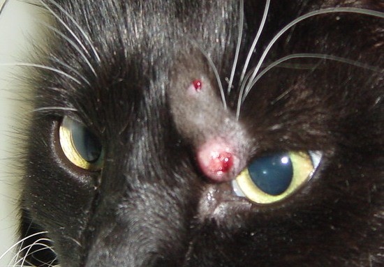 Lepra Kedi Cüzzamı