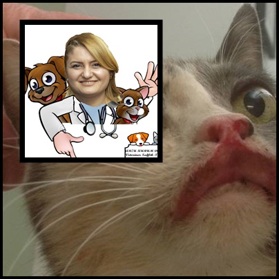 kedi