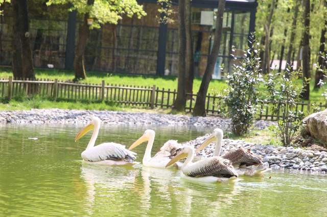 Ormanya'nın yeni sakinleri ''Pelikanlar'' oldu