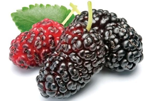 KARADUTUN BİLİNMEYEN 5 MUCİZEVİ FAYDASI