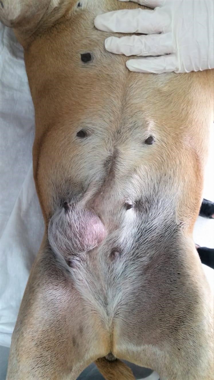Köpeğinizin Geleceğini Tehdit Eden Risk: Meme Tümörleri...