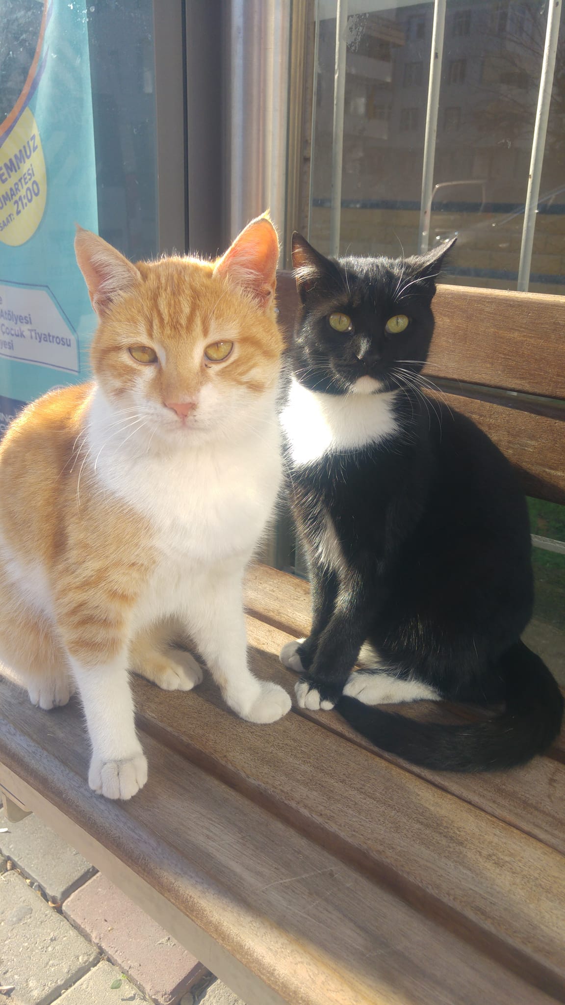 KEDİNİN KOVALADIĞI KÖPEK