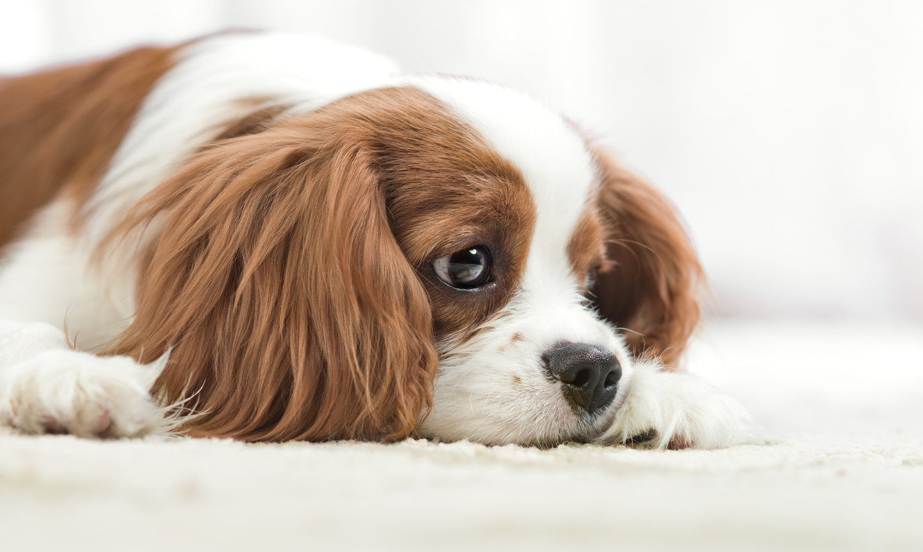 Köpeğim neden mızmızlanıyor?